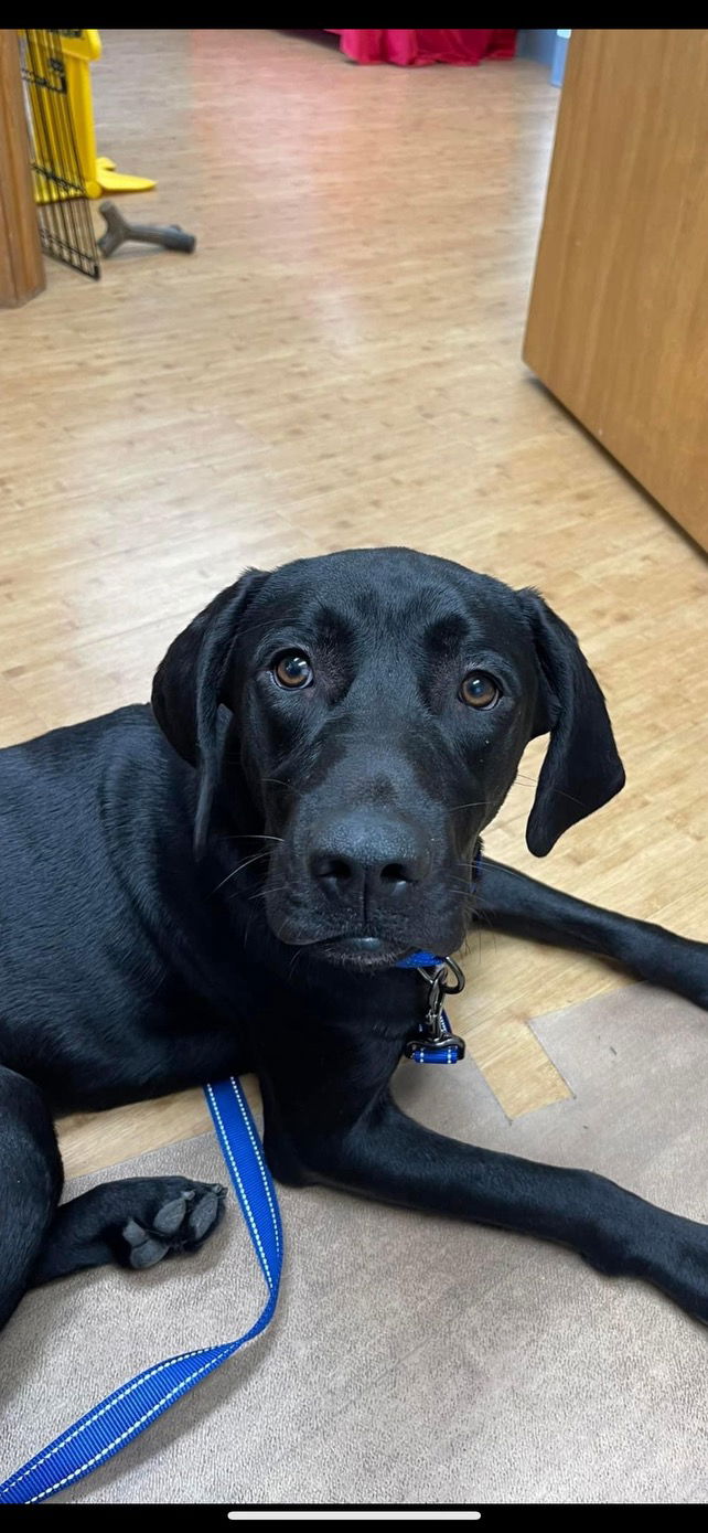 adoptable Dog in Bay City, MI named Billy Idol