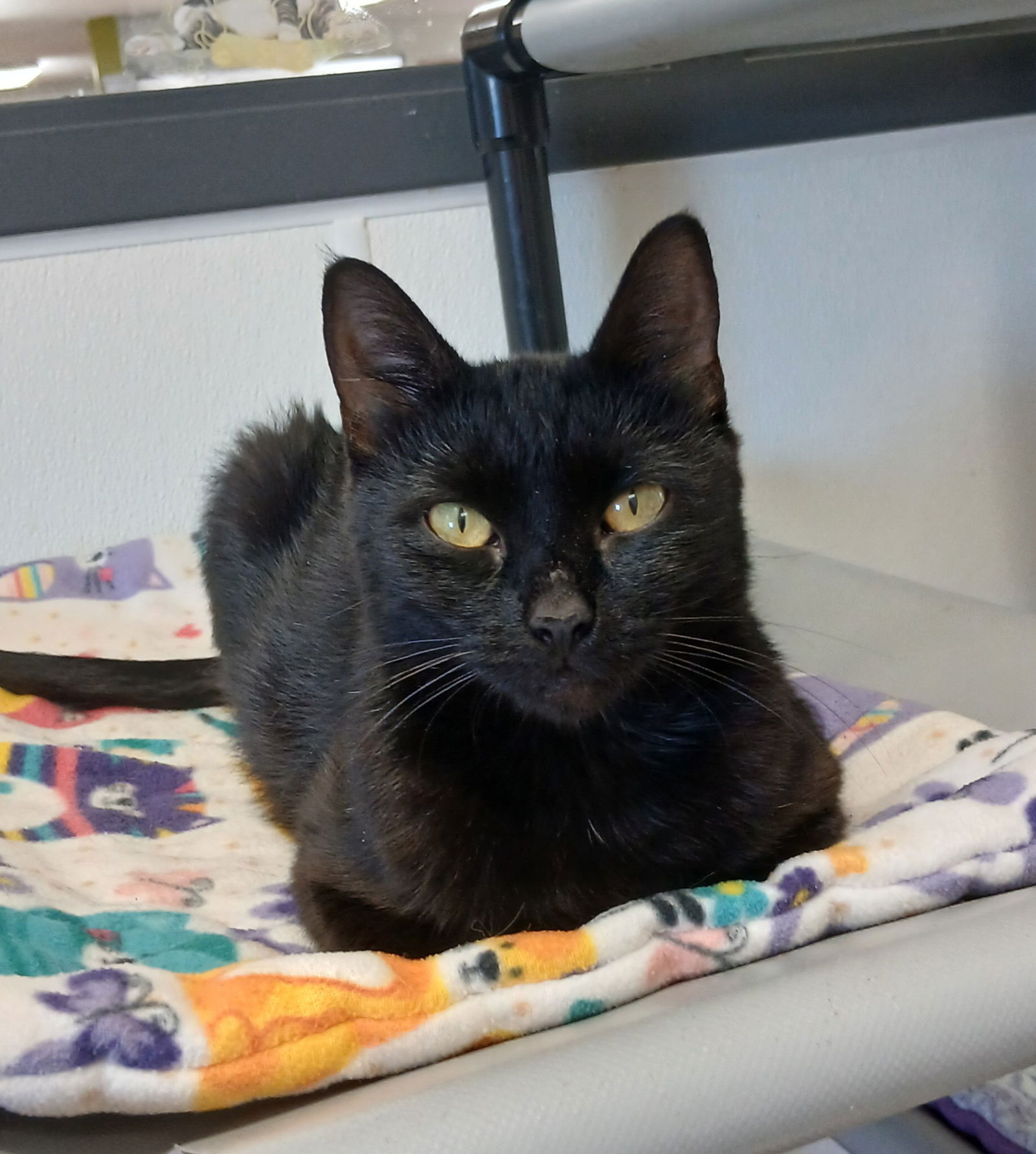 adoptable Cat in Bay City, MI named Reign