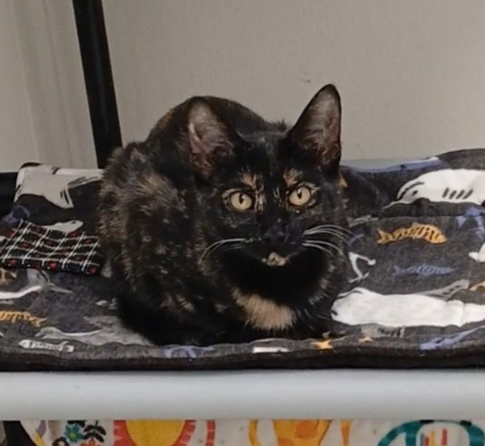 adoptable Cat in Bay City, MI named Tip Toe