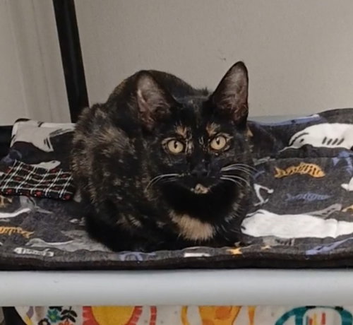 TIP TOE - Domestic Short Hair / Tortoiseshell available for adoption