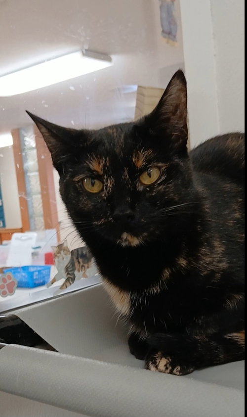 TIP TOE - Domestic Short Hair / Tortoiseshell available for adoption