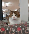adoptable Cat in , MI named Gizmo