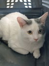 adoptable Cat in , MI named Fun "Gus"