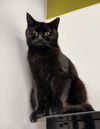 adoptable Cat in , MI named Raven