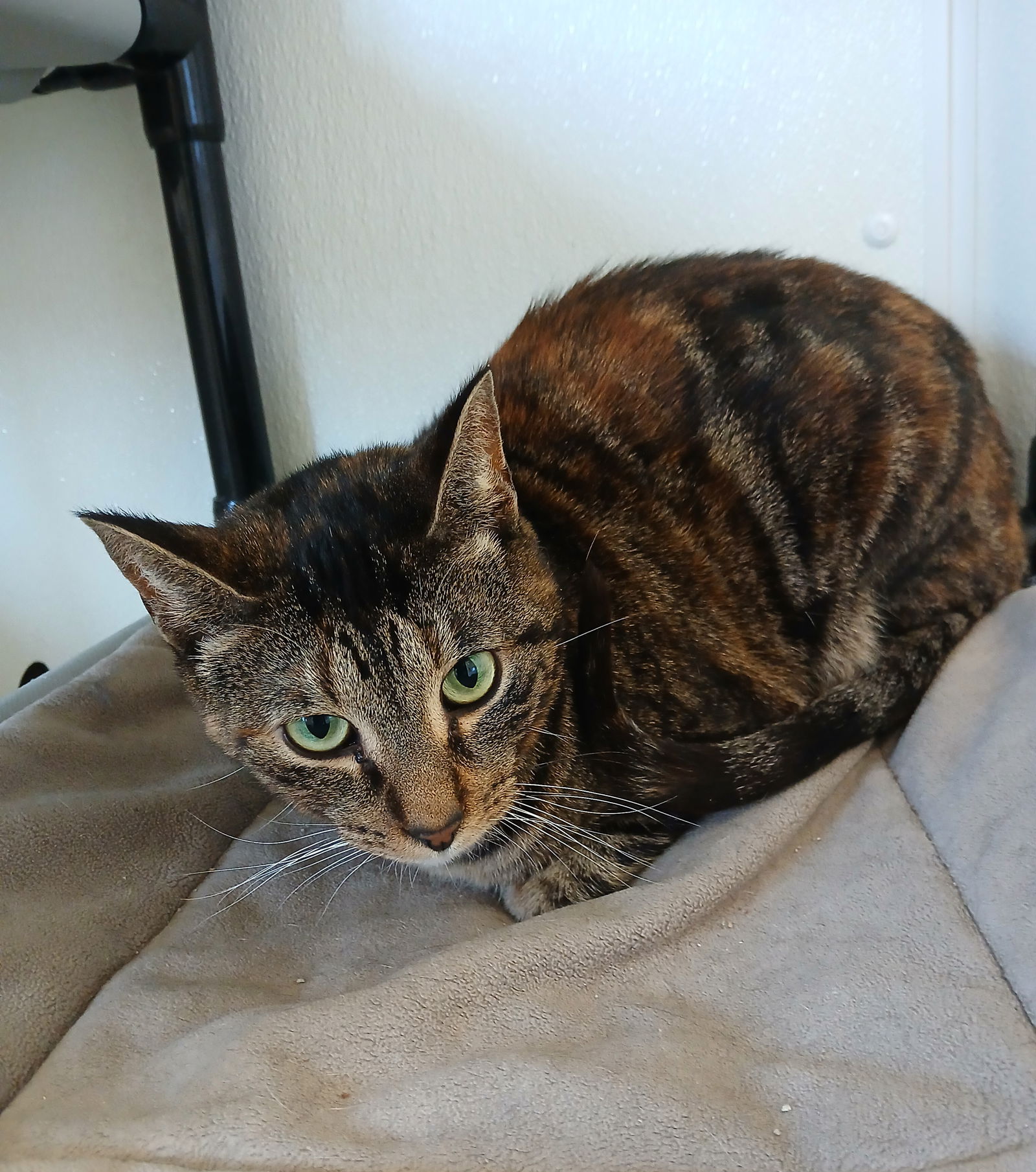 adoptable Cat in Bay City, MI named Winry
