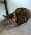 adoptable Cat in  named Winry
