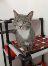 adoptable Cat in  named Nala
