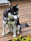 Nikko - Photo 1