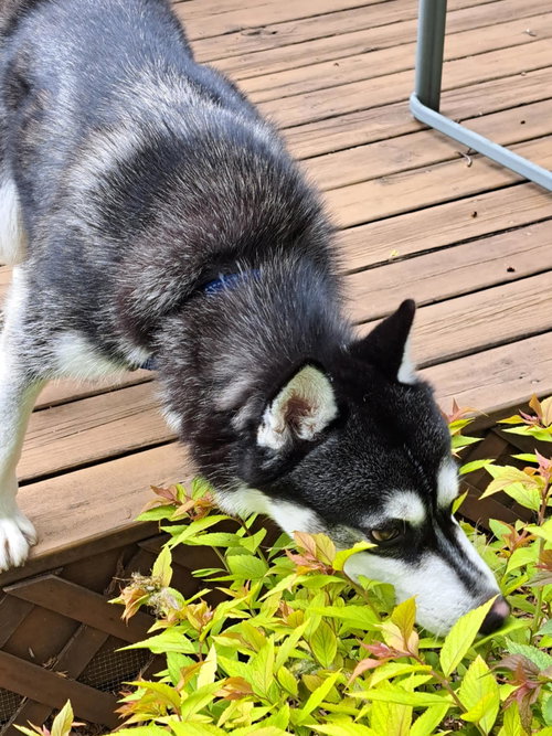 NIKKO - Siberian Husky / Pomeranian available for adoption