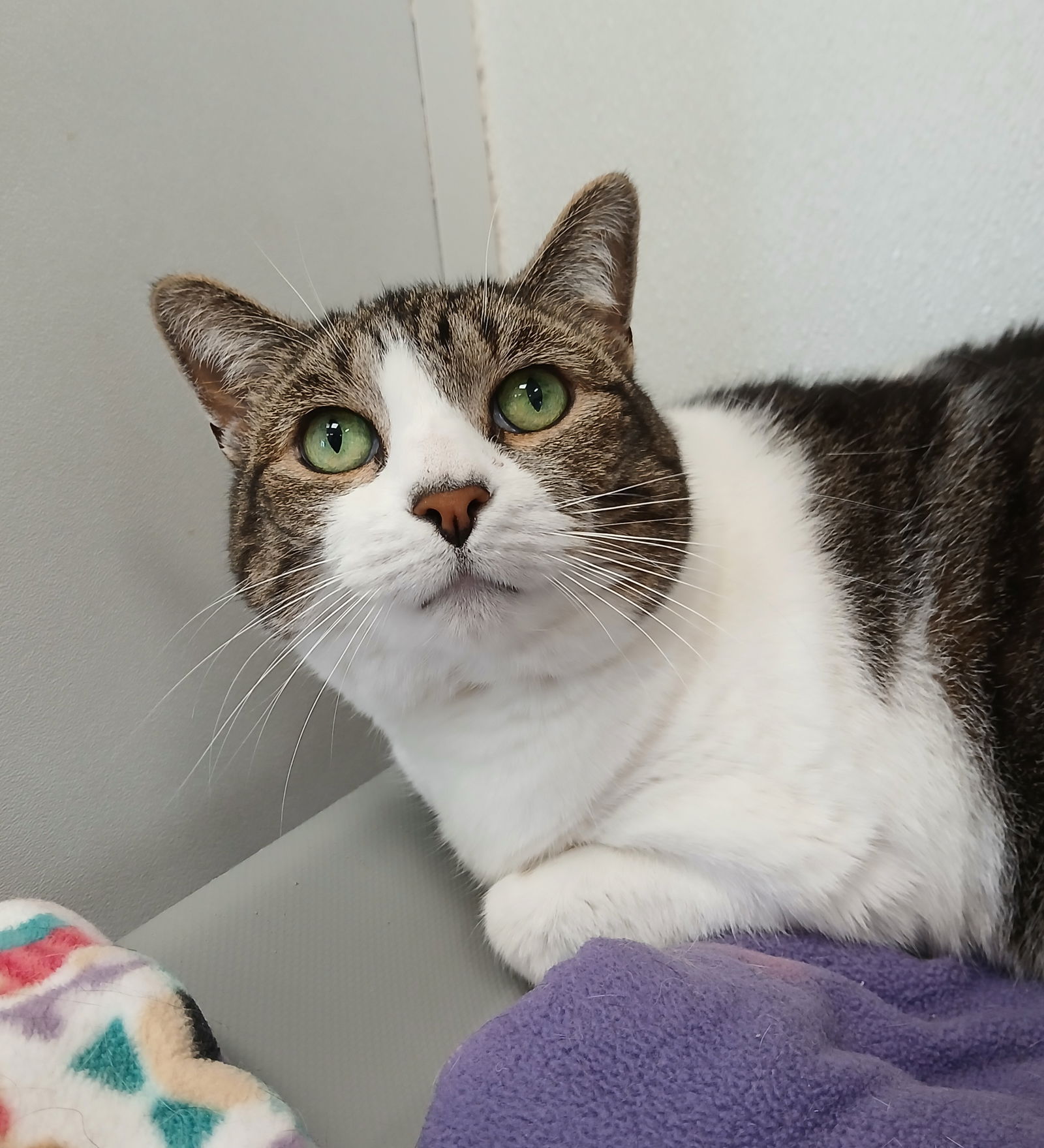 adoptable Cat in Bay City, MI named Priscilla
