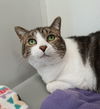 adoptable Cat in  named Priscilla