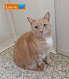 adoptable Cat in  named Louis