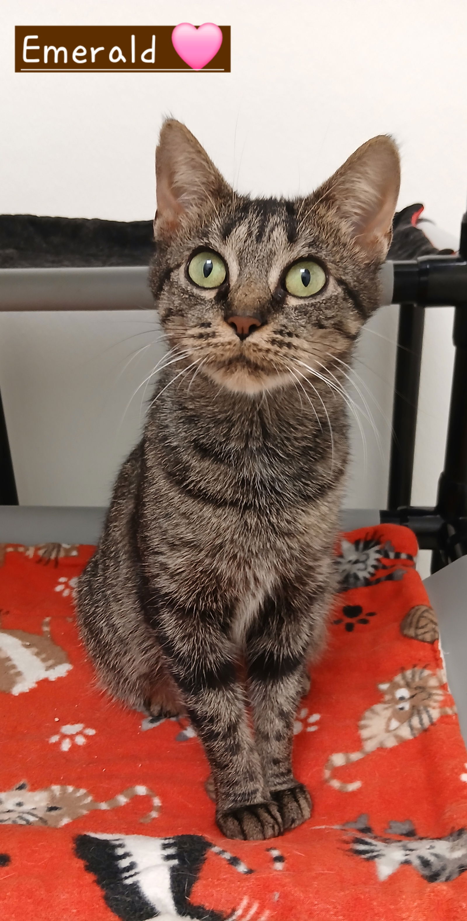 adoptable Cat in Bay City, MI named Emerald