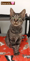 adoptable Cat in  named Emerald