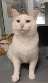 adoptable Cat in , MI named Mr. Krabs