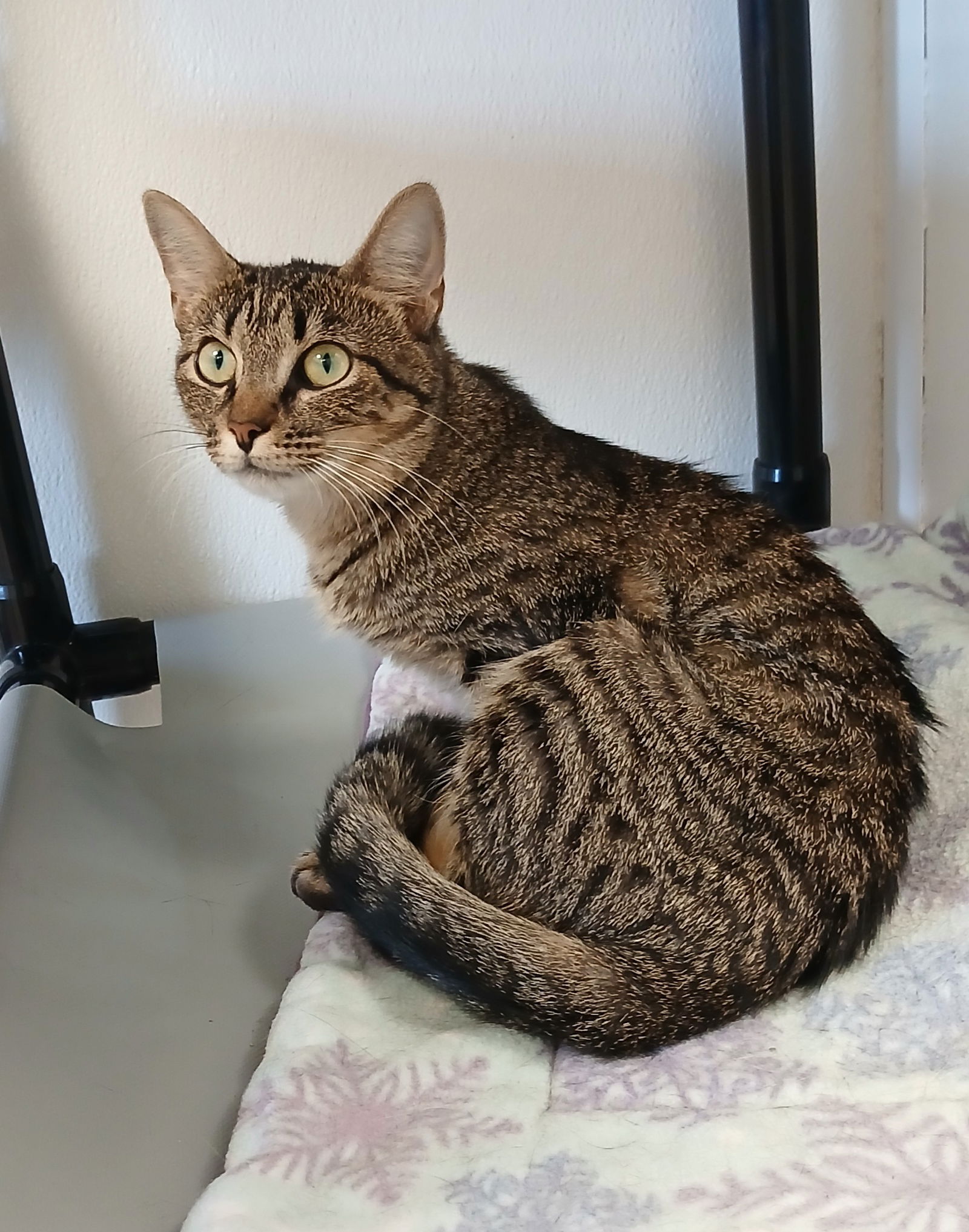 adoptable Cat in Bay City, MI named Nessa