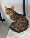 adoptable Cat in , MI named Nessa
