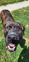 adoptable Dog in , MI named Ripley