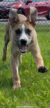 adoptable Dog in , MI named Abner