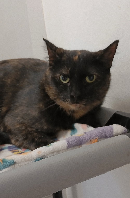 MARBLE - Tortoiseshell / Domestic Short Hair available for adoption