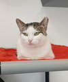 Percy - Photo 1