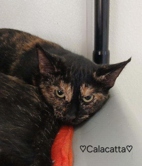 CALACATTA - Tortoiseshell / Domestic Short Hair available for adoption