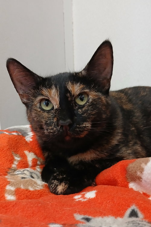 CALACATTA - Tortoiseshell / Domestic Short Hair available for adoption