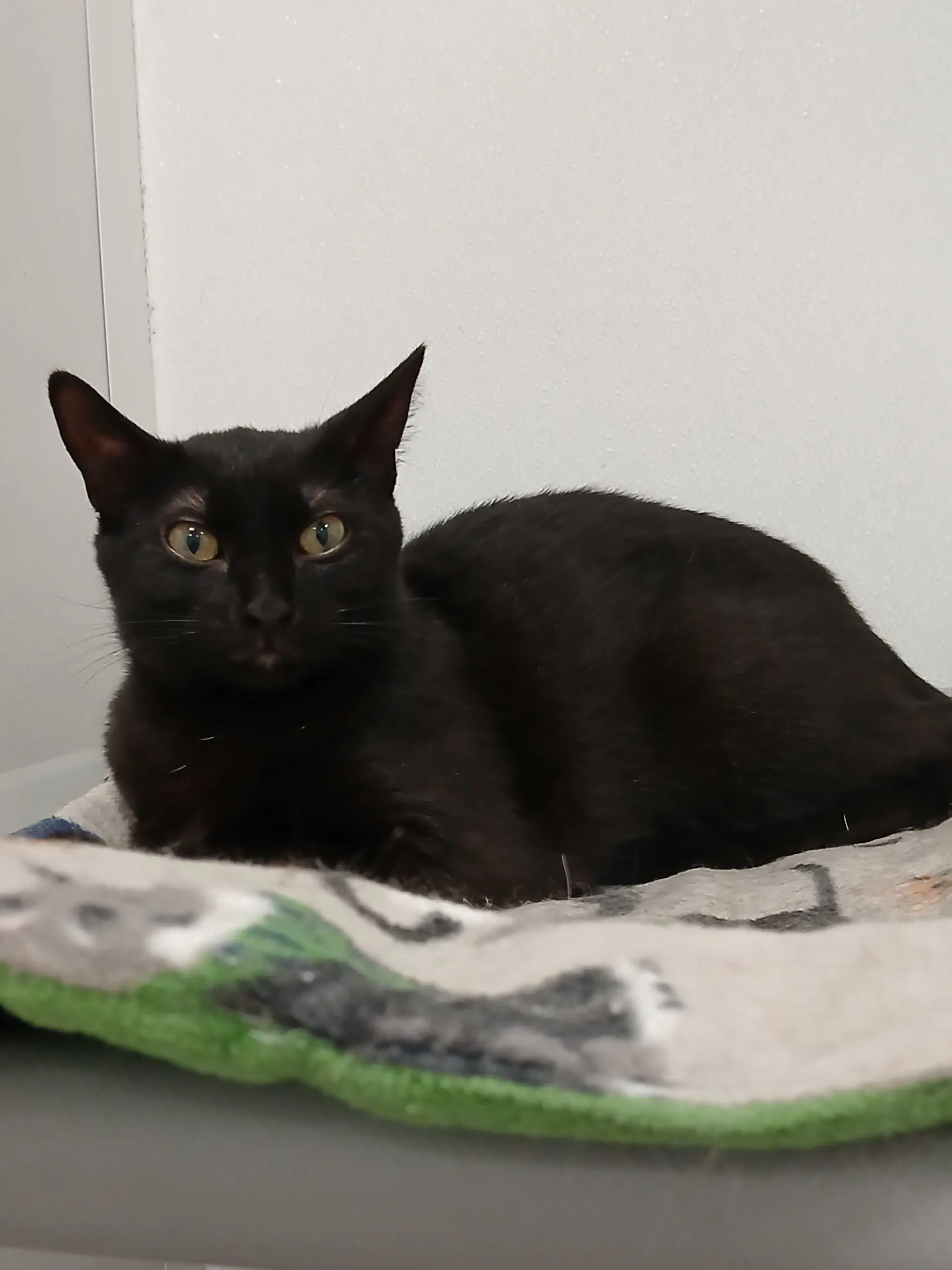 Mushroom - Domestic Short Hair