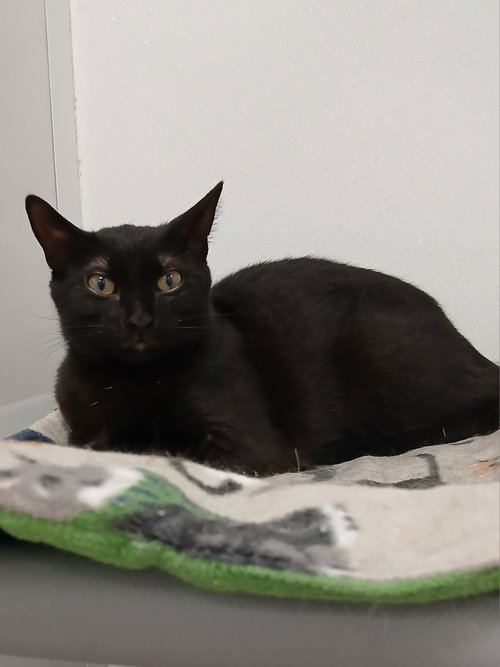 Mushroom, Young Domestic Short Hair / Mixed (short coat), cat for adoption in Bay City , Michigan