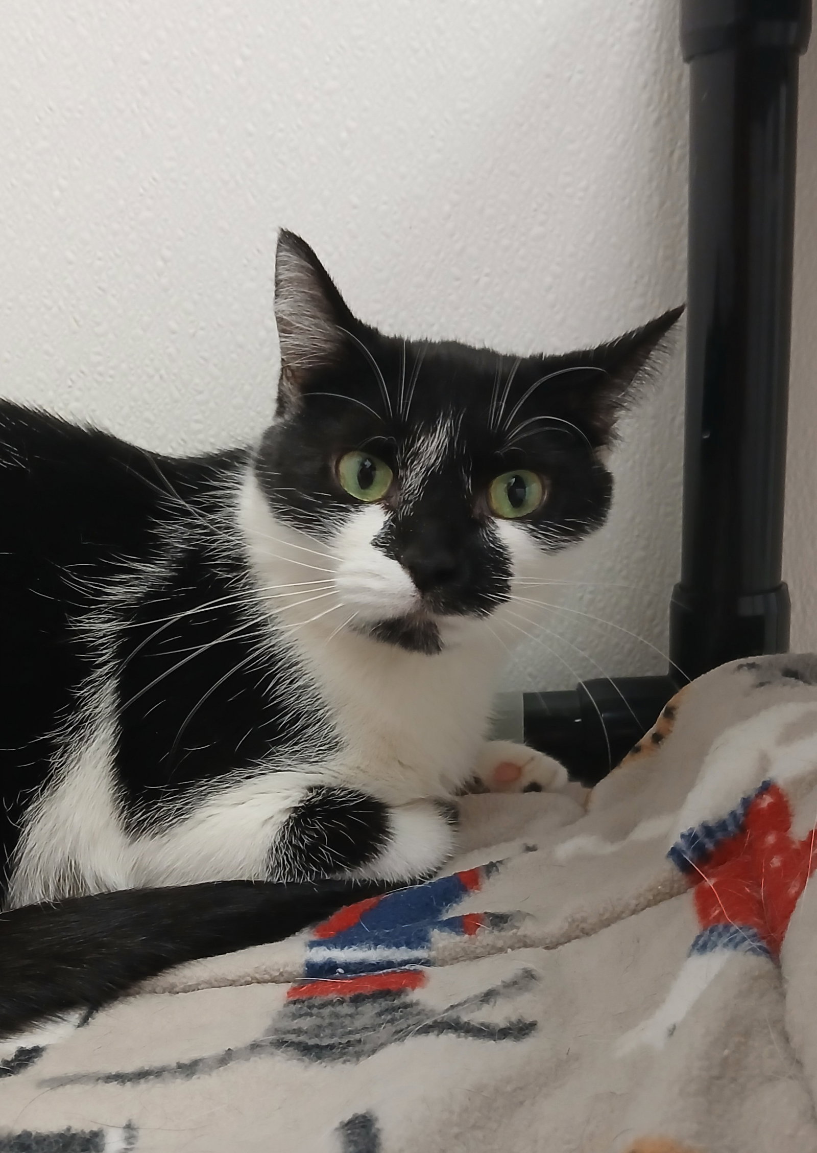Gracie Image