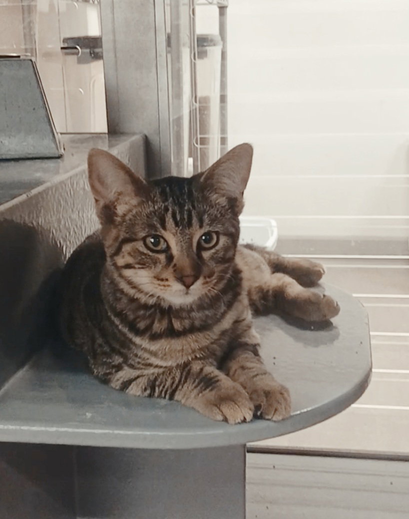 Emmie Image