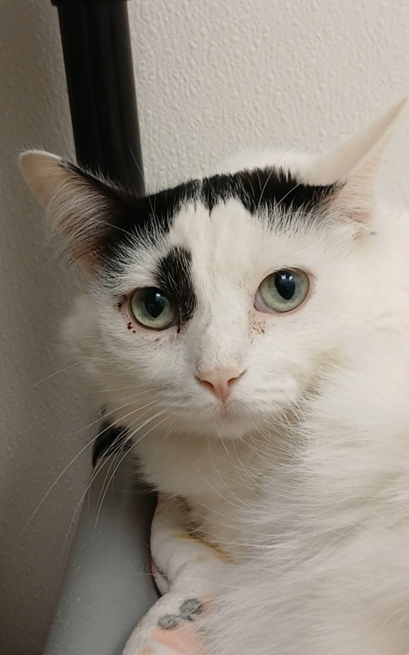 Kira Image
