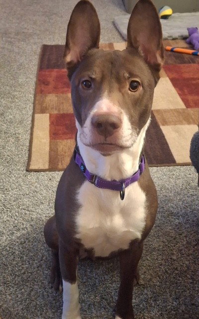 DAKOTA - Cattle Dog / Bull Terrier available for adoption