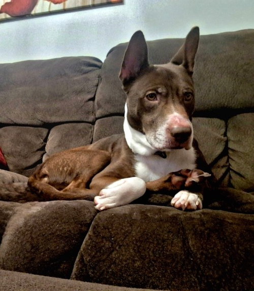 DAKOTA - Cattle Dog / Bull Terrier available for adoption