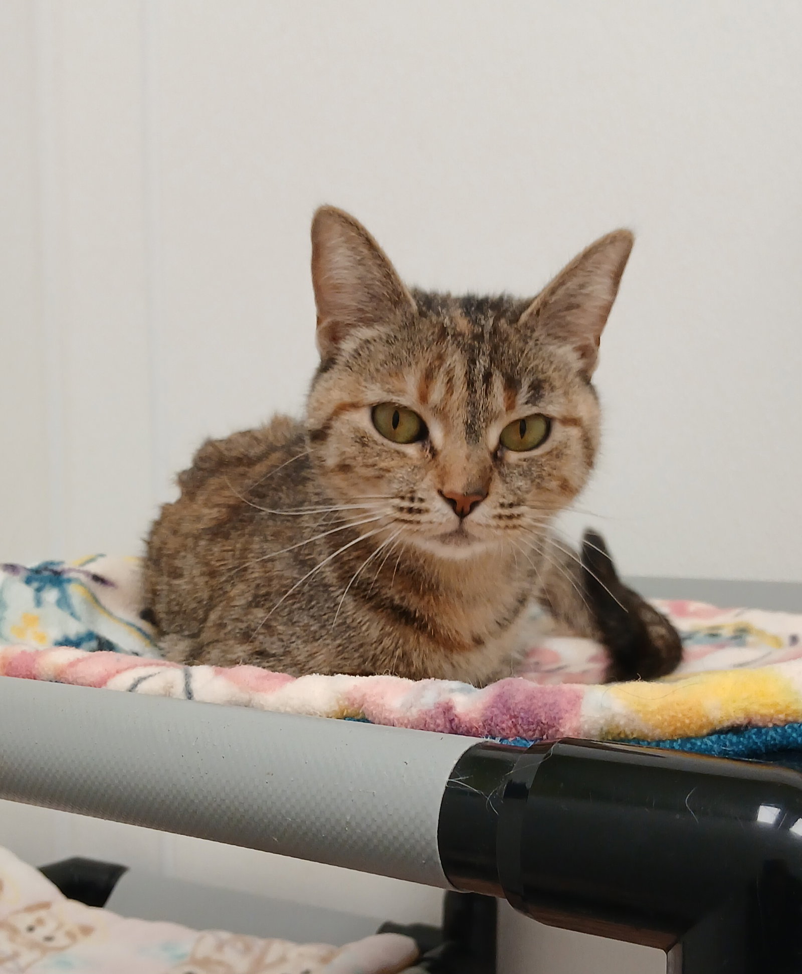 Sheeba Image