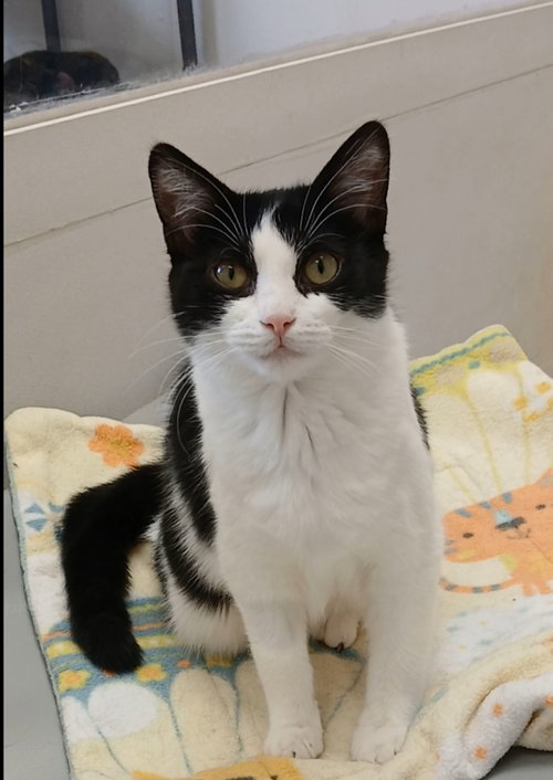 Lilith, an adoptable Domestic Short Hair in Bay City , MI