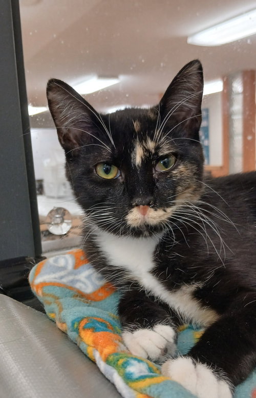 Kärlek, an adoptable Calico in Bay City , MI