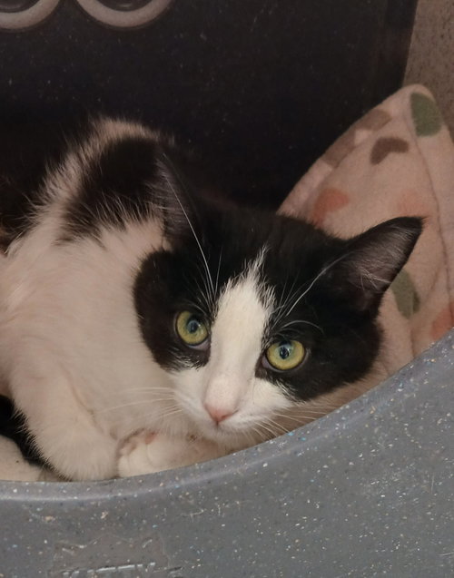 Hosta, an adoptable Domestic Medium Hair in Bay City , MI