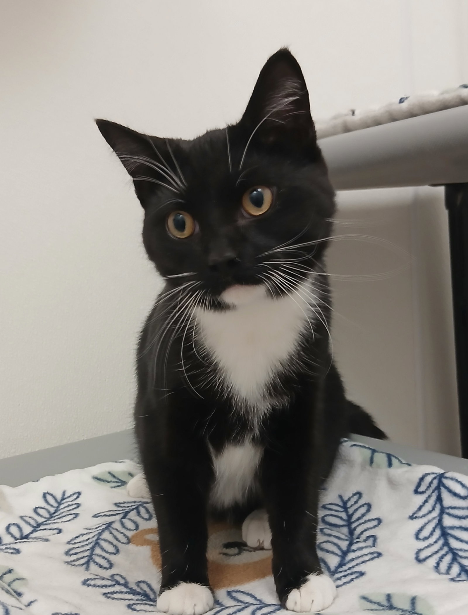 Gibbs (DSH) Image