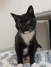 Gibbs (DSH) - Photo 1
