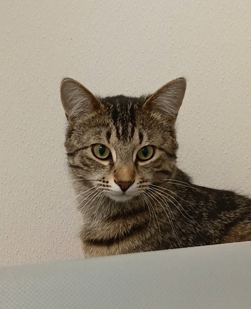 Stafford, Adult Tabby / Domestic Short Hair / Mixed (short coat), cat for adoption in Bay City , Michigan
