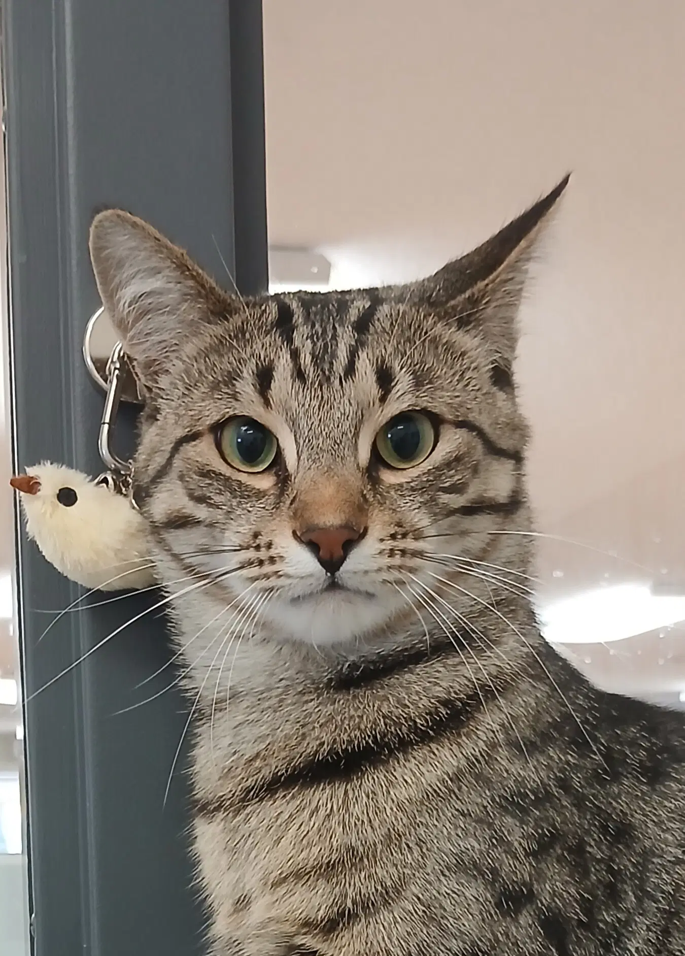 Stafford - Tabby