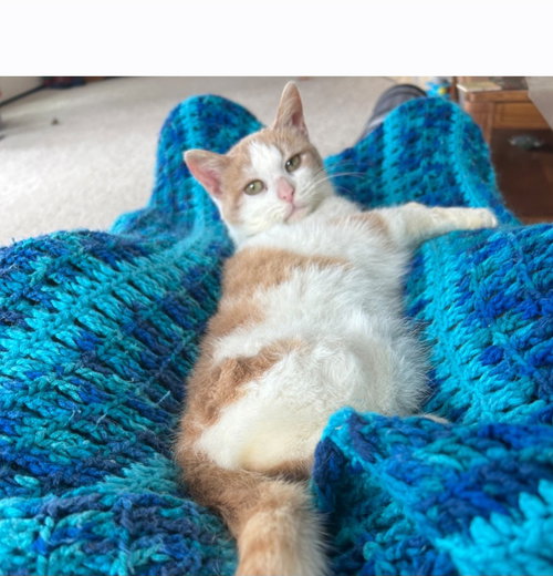 Havasu, an adoptable Domestic Short Hair in Bay City , MI