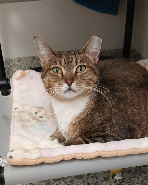 Isabeau, an adoptable Tabby in Bay City , MI