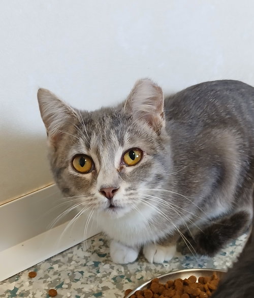 Sputnik, an adoptable Tabby in Bay City , MI