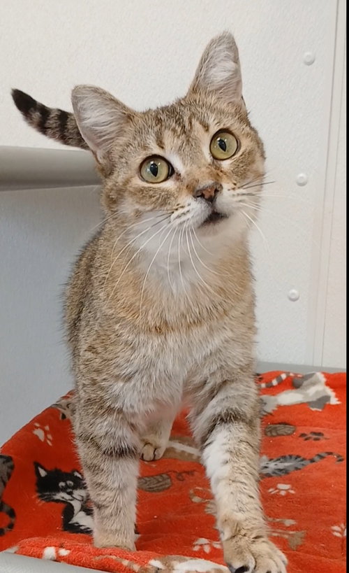 Morgana, an adoptable Tabby in Bay City , MI