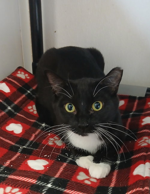 Pumpkin, an adoptable Domestic Short Hair in Bay City , MI