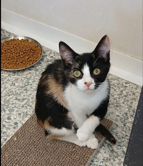 Liara, an adoptable Calico in Bay City , MI