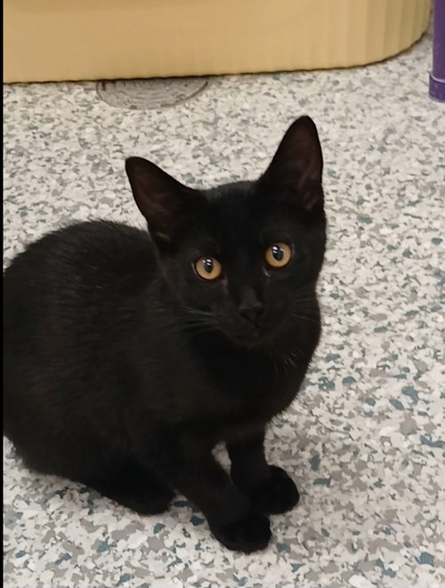 Ilia, an adoptable Domestic Short Hair in Bay City , MI