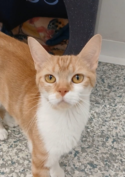 Poppy, an adoptable Tabby in Bay City , MI